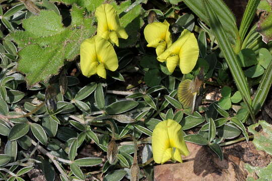 Image of Lotononis prostrata (L.) Benth.