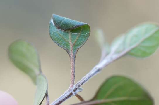 Image of <i>Sabulopteryx botanica</i>