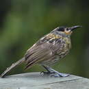 Image of Macleay Honeyeater