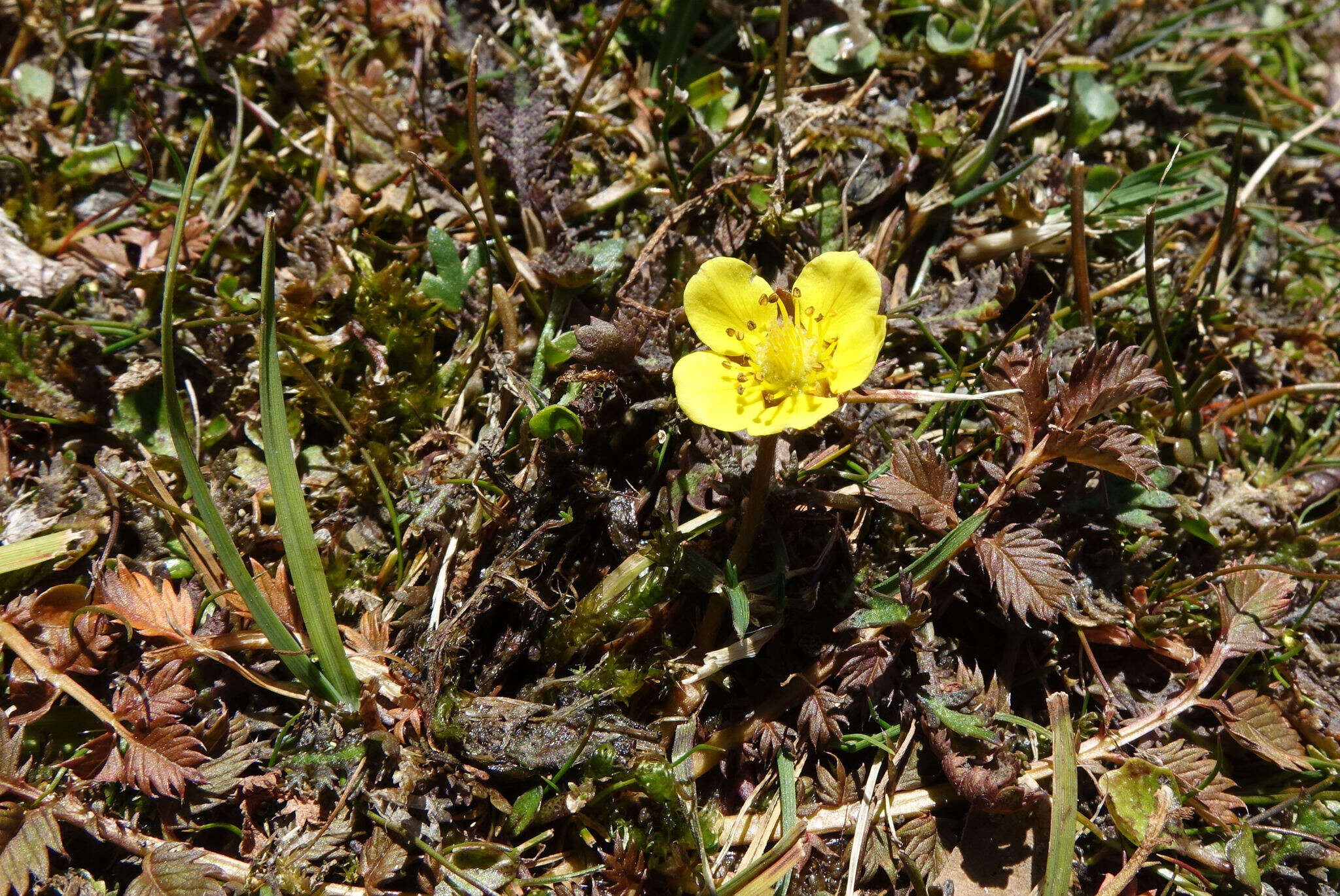 Image of Argentina anserinoides (Raoul) J. Holub