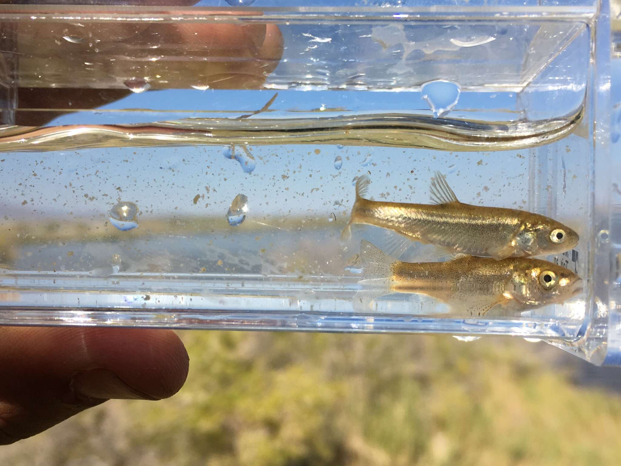 Image of Borax Lake chub