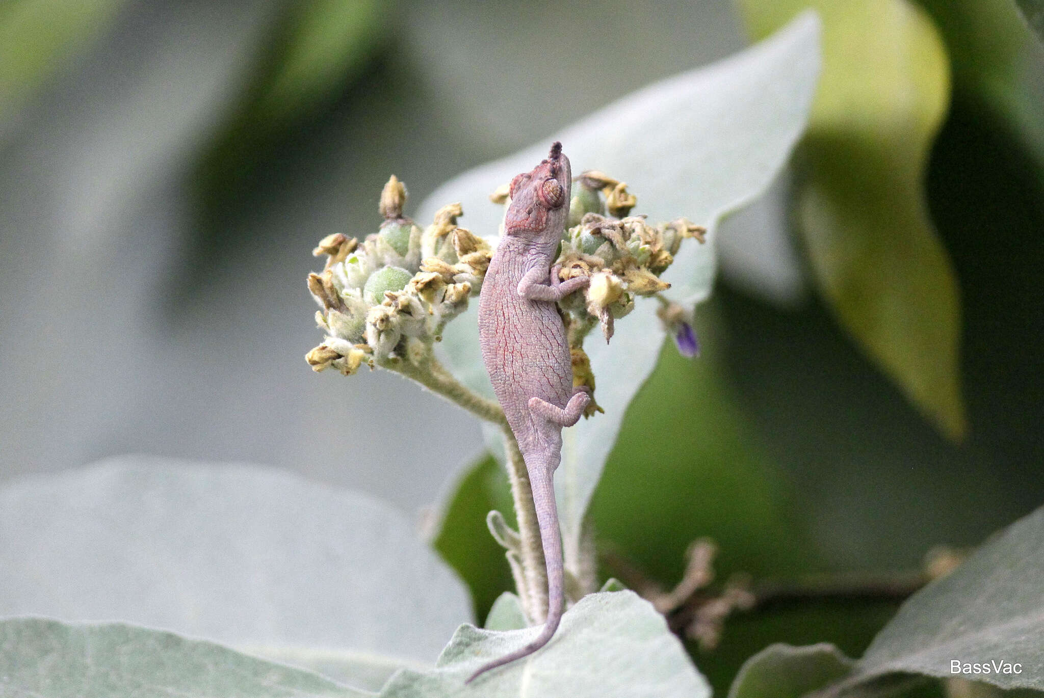 Image of Deceptive Chameleon