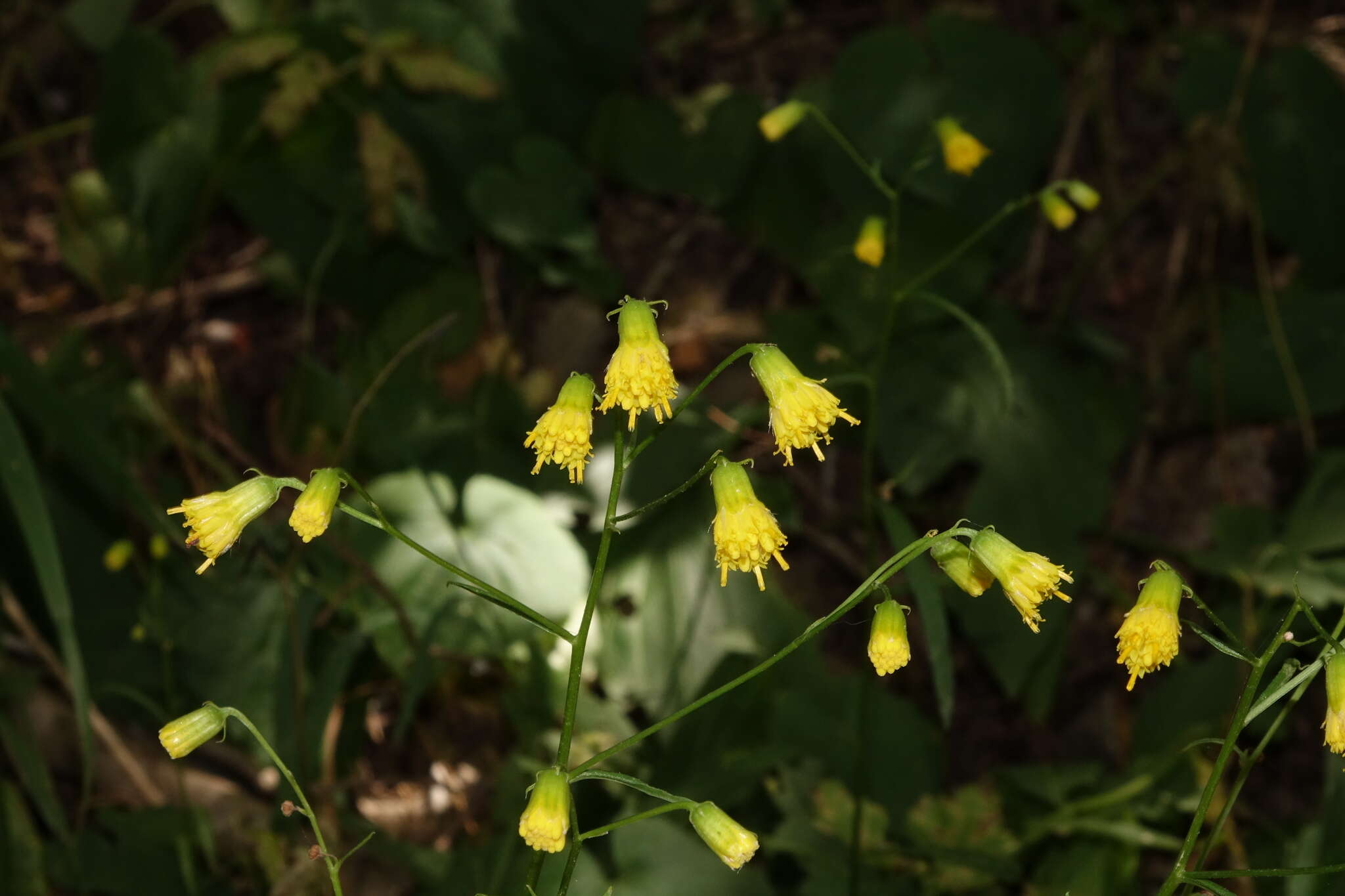 Senecio pudicus Greene的圖片