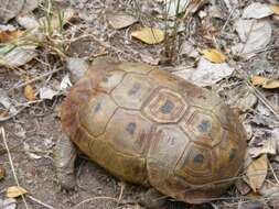 Image of Speke's Hinged Tortoise