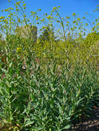 Image of woad