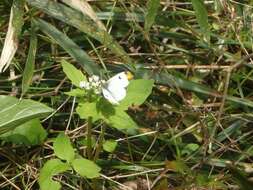 Image of Anthocharis scolymus Butler (1866)