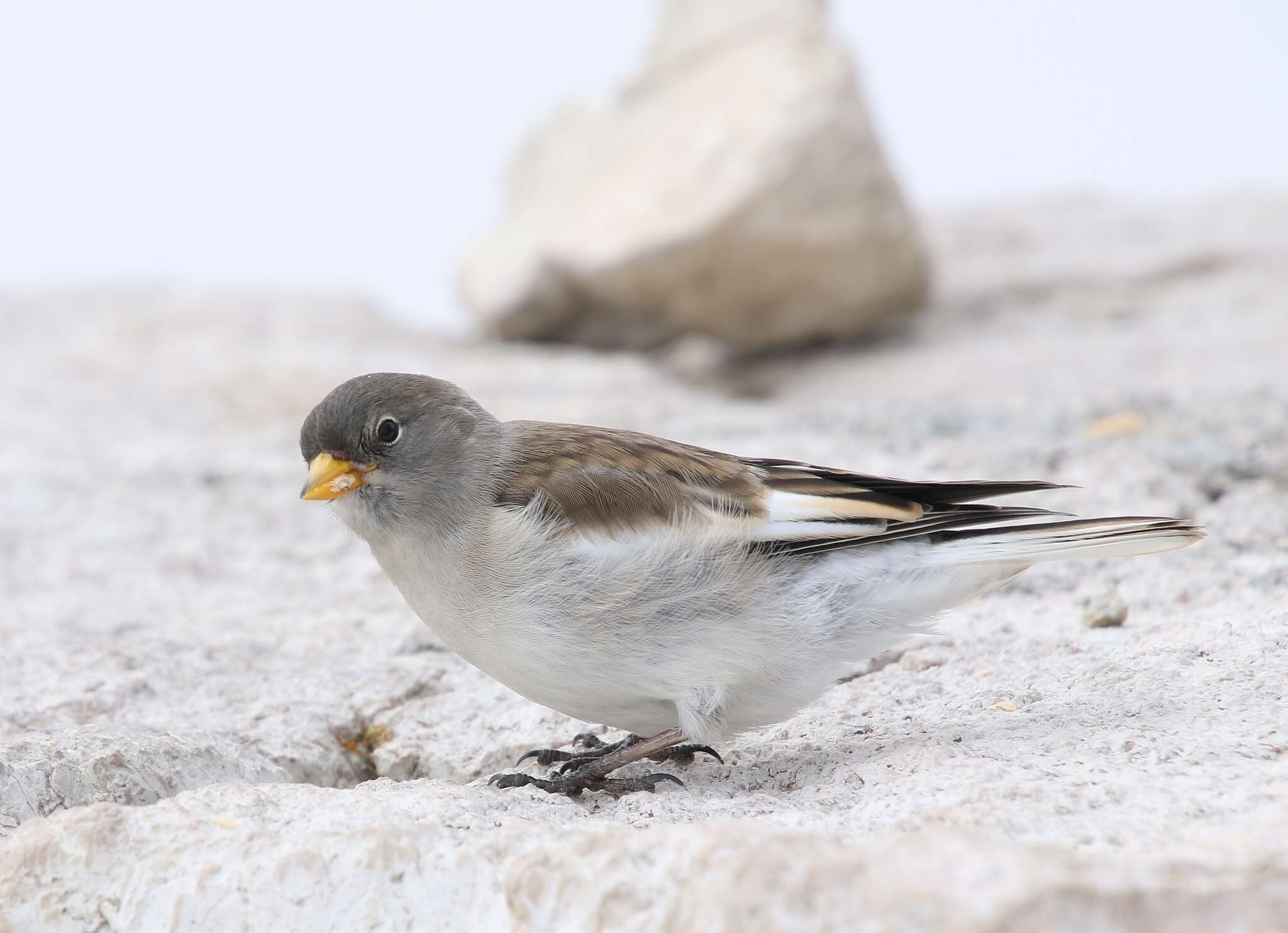 Image of Snowfinch