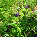 Plancia ëd Gentiana clausa Raf.