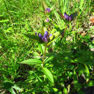 صورة Gentiana clausa Raf.