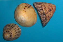 Image of Common limpet