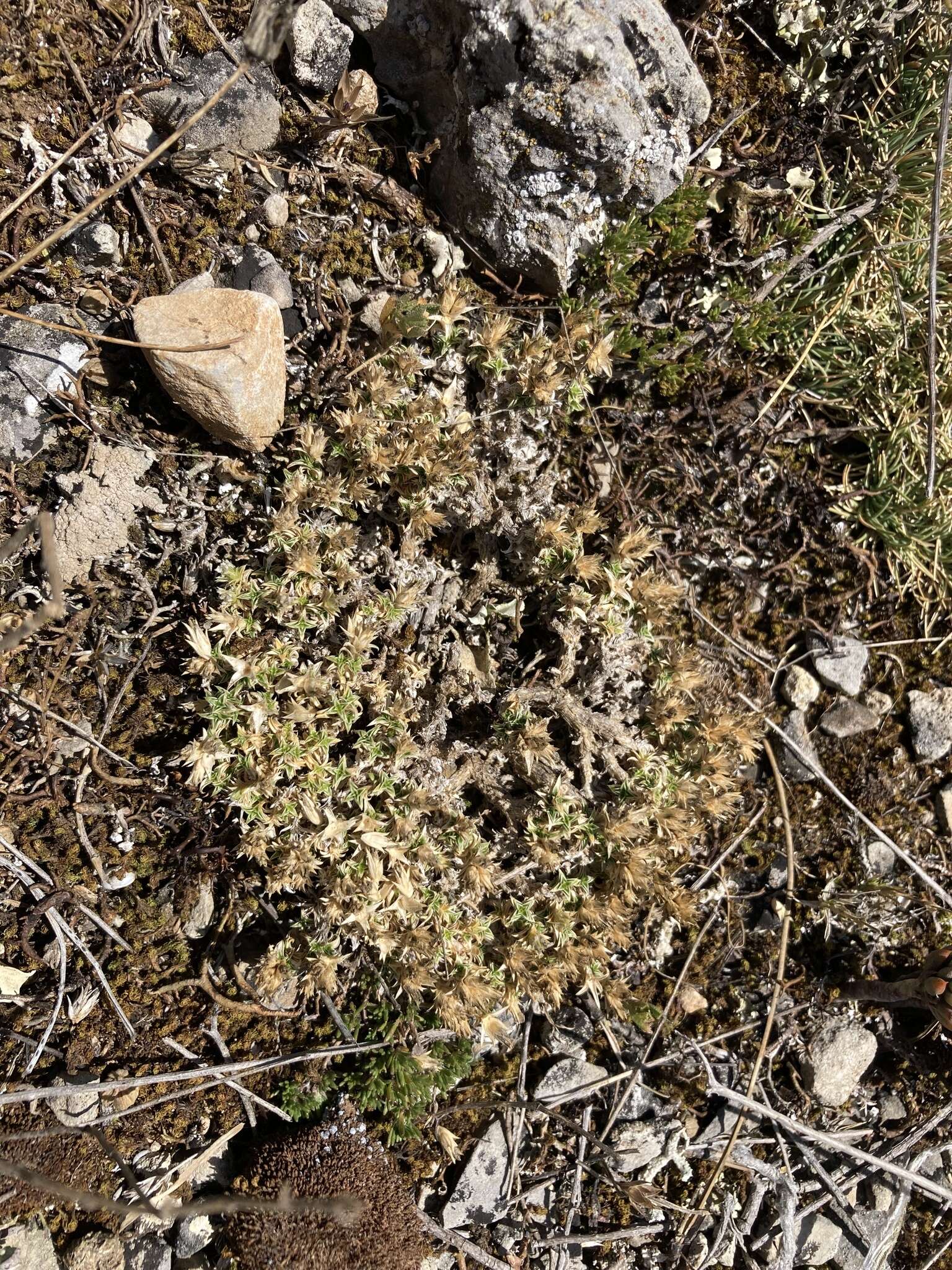 Image of Arenaria erinacea Boiss.