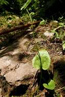 Image of Netted Adder's-Tongue