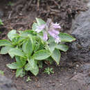 Sivun Pennellianthus frutescens (Lamb.) Crosswhite kuva