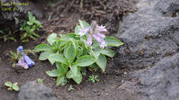 Image of Pennellianthus frutescens (Lamb.) Crosswhite