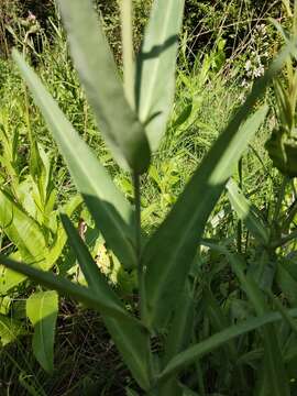 Image of Milky Loosestrife