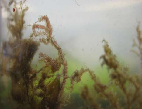 Image of Japanese skeleton shrimp