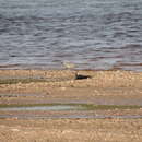 Charadrius placidus Gray, JE, Gray & GR 1863 resmi