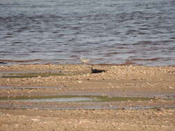 Charadrius placidus Gray, JE, Gray & GR 1863 resmi