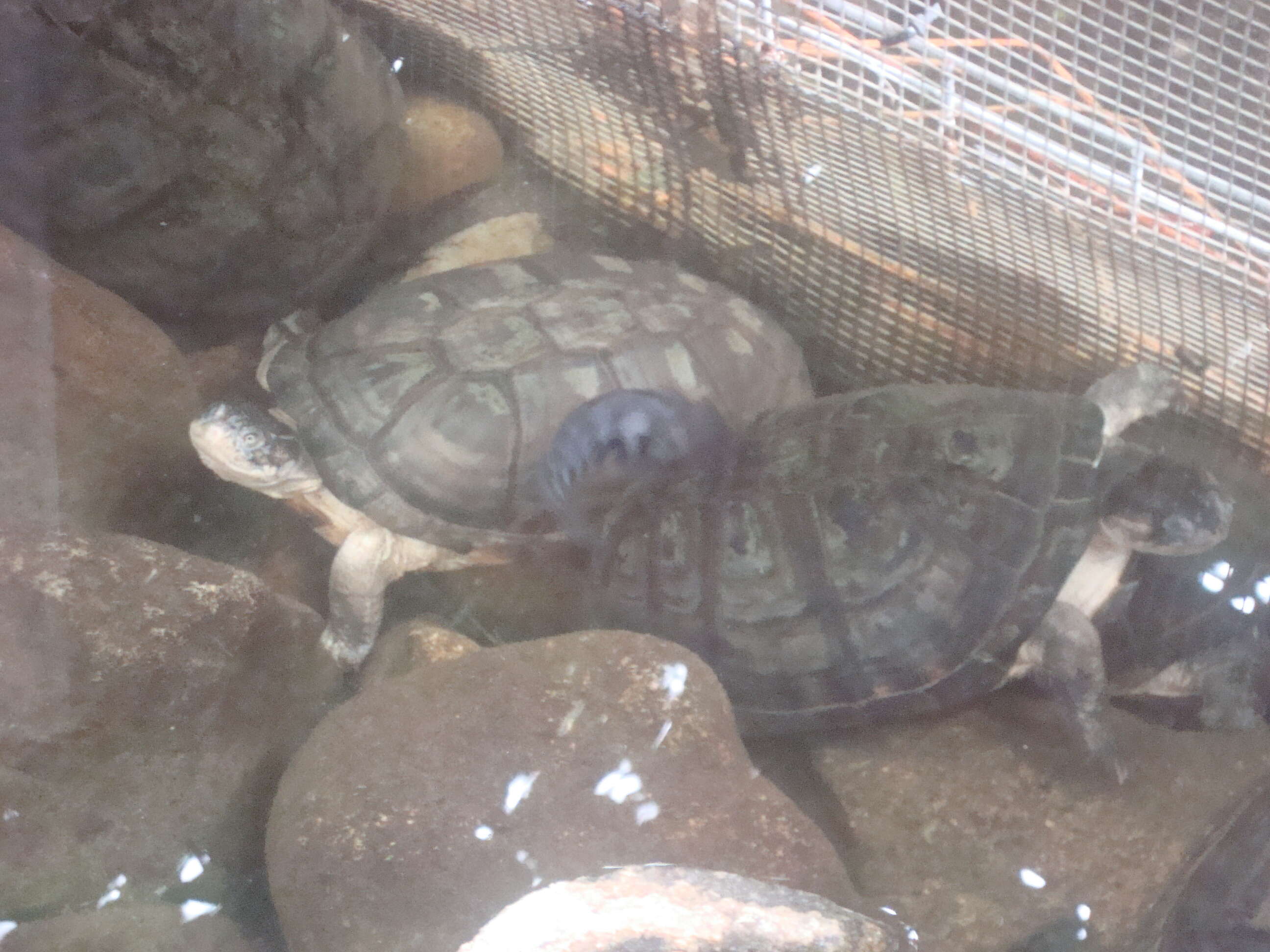 Image of West African mud turtle