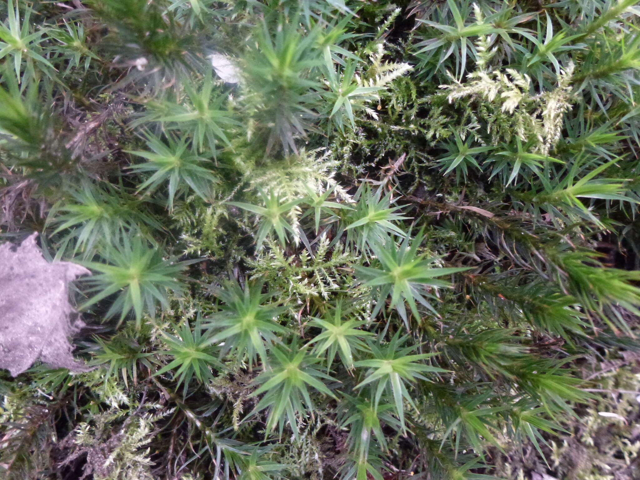 Image of <i>Polytrichum formosum</i>