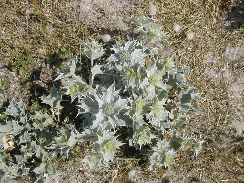 Eryngium maritimum L. resmi