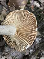 Image de Lactarius subplinthogalus Coker 1918