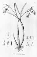 Image of Galeandra stangeana Rchb. fil.