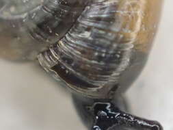 Image of Black Gloss Snail