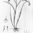 Image of Galeandra lacustris Barb. Rodr.