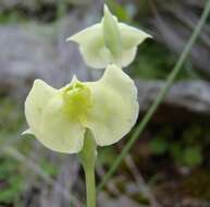 Image de Pterygodium platypetalum Lindl.