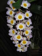 Dendrobium amabile (Lour.) O'Brien resmi