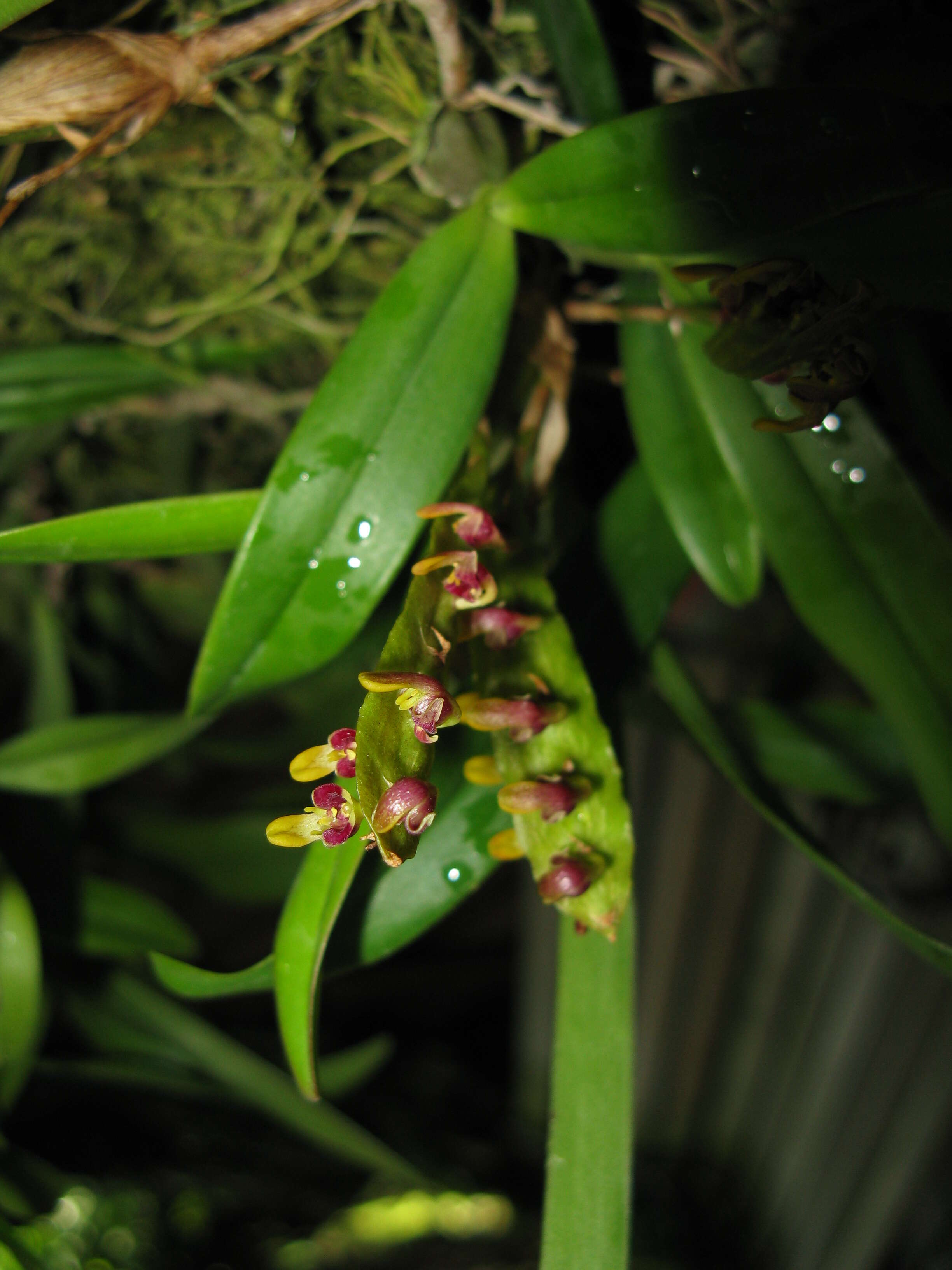 Image of Bulbophyllum falcatum (Lindl.) Rchb. fil.