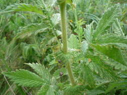 Image de Agrimonia eupatoria subsp. grandis (Andrz. ex Ascherson & Graebner) Bornm.