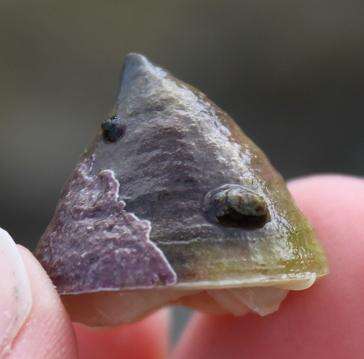 Image of Pacific white cap limpet