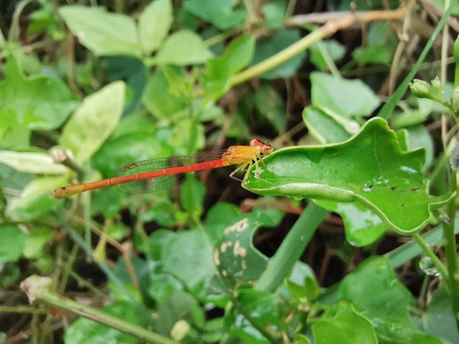 Imagem de Agriocnemis minima Selys 1877