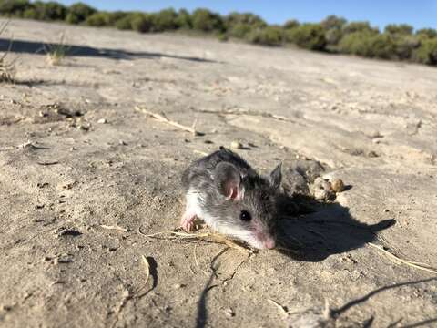 Image of Northern Grasshopper Mouse