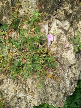 Image of Erodium acaule (L.) Becherer & Thell.