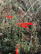 Imagem de Epilobium canum (Greene) P. H. Raven