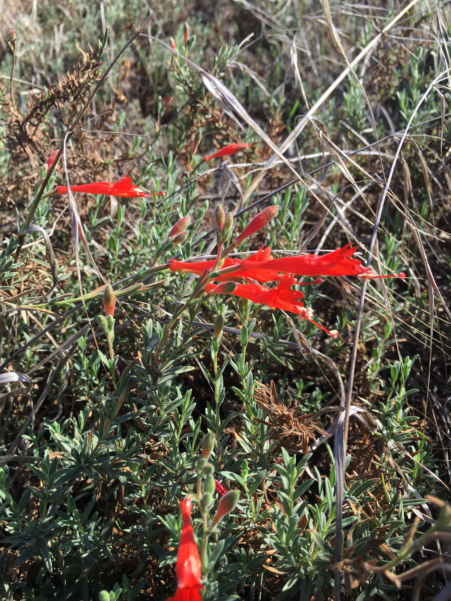 Imagem de Epilobium canum (Greene) P. H. Raven