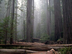 Image of redwood