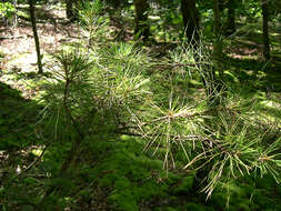 Image de Pinus echinata Mill.