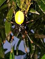 Imagem de Nephila tetragnathoides (Walckenaer 1841)