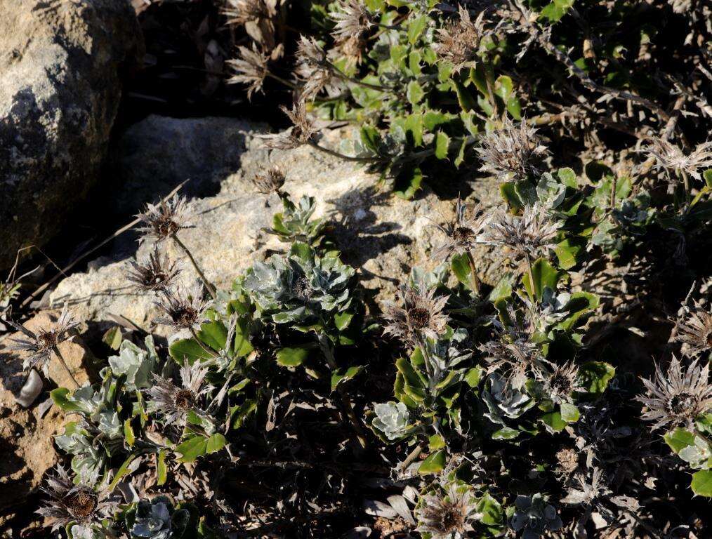 Image of Berkheya coriacea Harv.