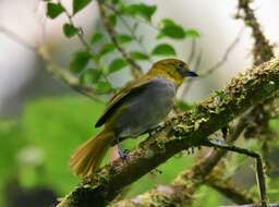 Image of Yellow-throated Bush Tanager