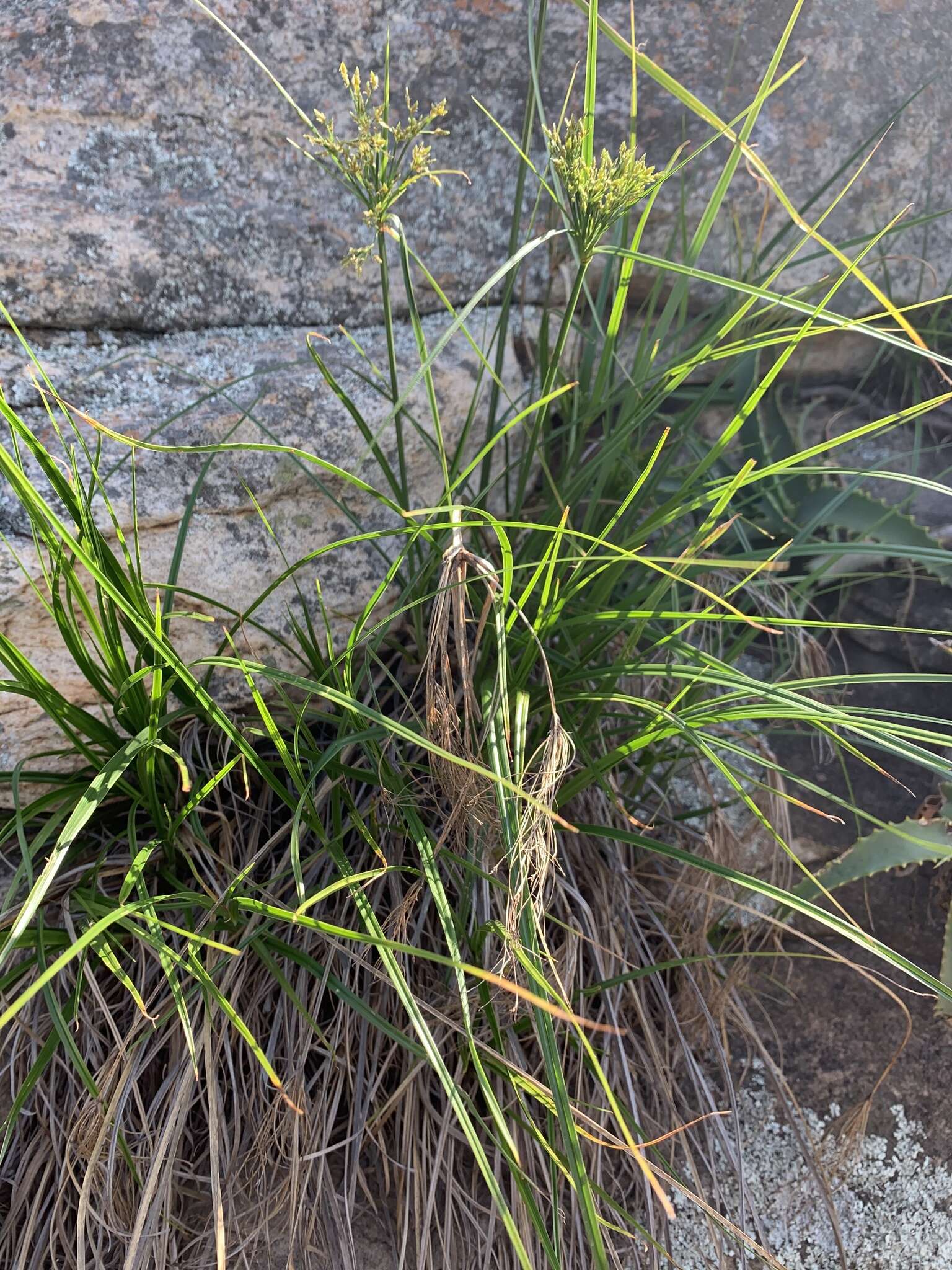 Image of Cyperus leptocladus Kunth