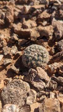 Image of Brady's Hedgehog Cactus