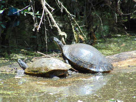 Image of Eastern River Cooter