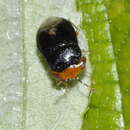 Image of Geocoris (Piocoris) erythrocephala (Lepelitier & Serville 1825)