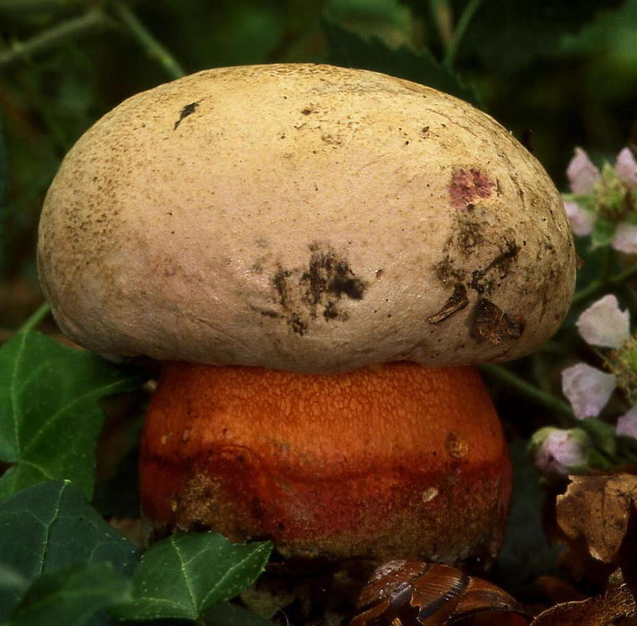 Image of Boletus