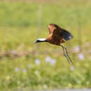 صورة Actophilornis albinucha (Geoffroy Saint-Hilaire & I 1832)